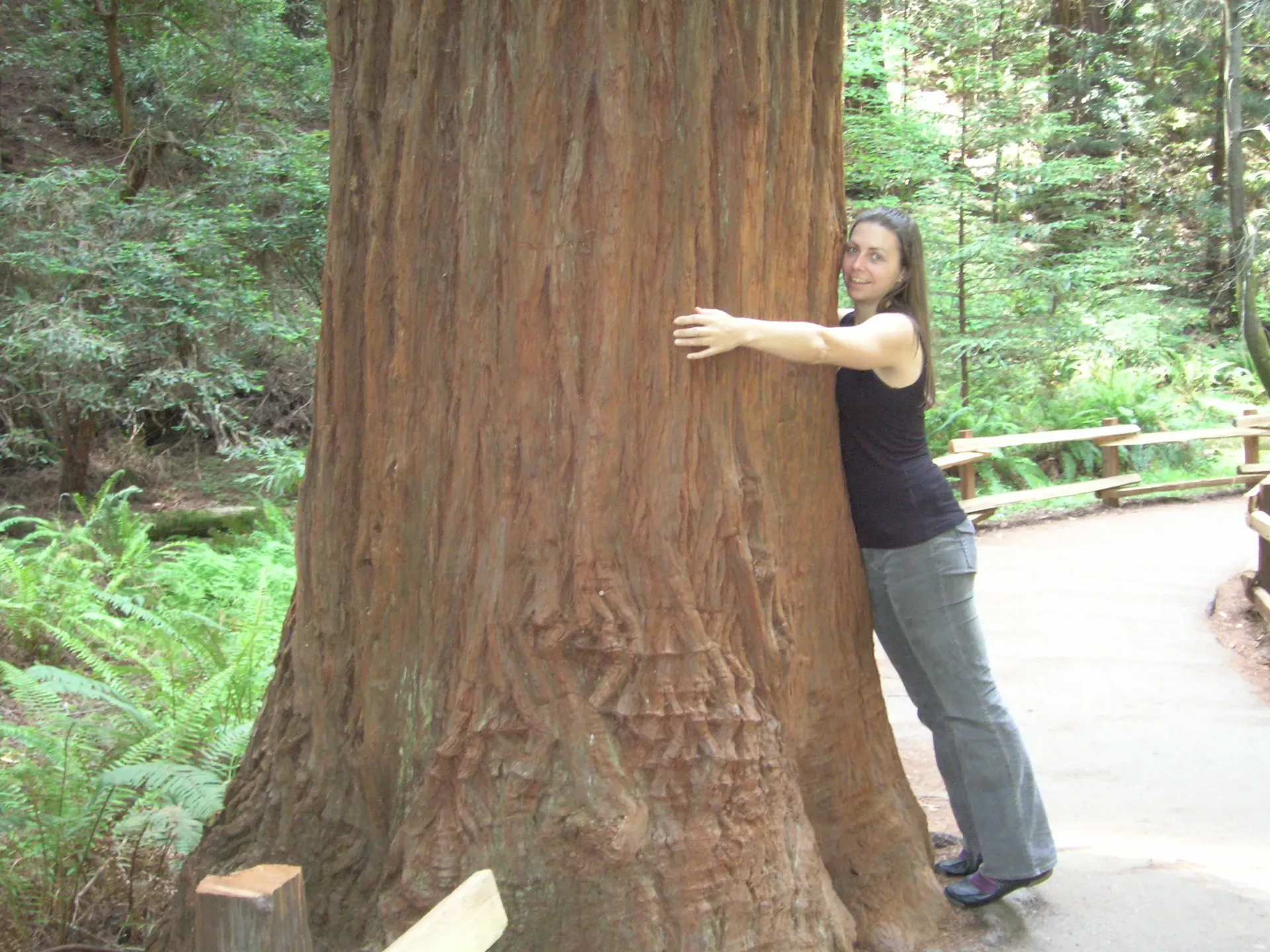 Nadine McCormick of the World Business Council for Sustainable Development, embracing a giant redwood