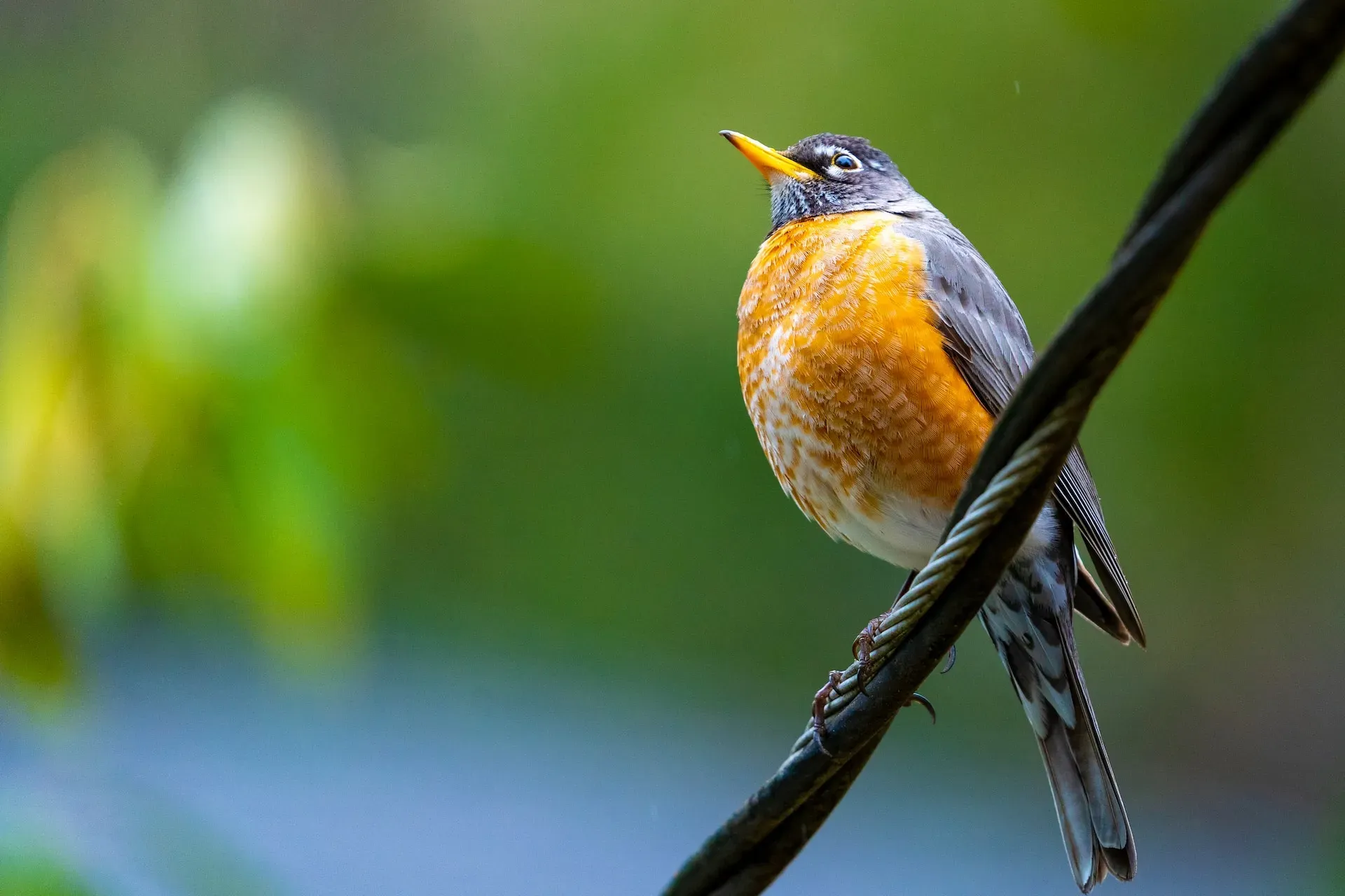 An American robin perched on a wire against a green backdrop