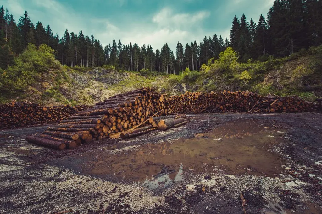 Stacks of felled logs at the edge of a cleared conifer forest