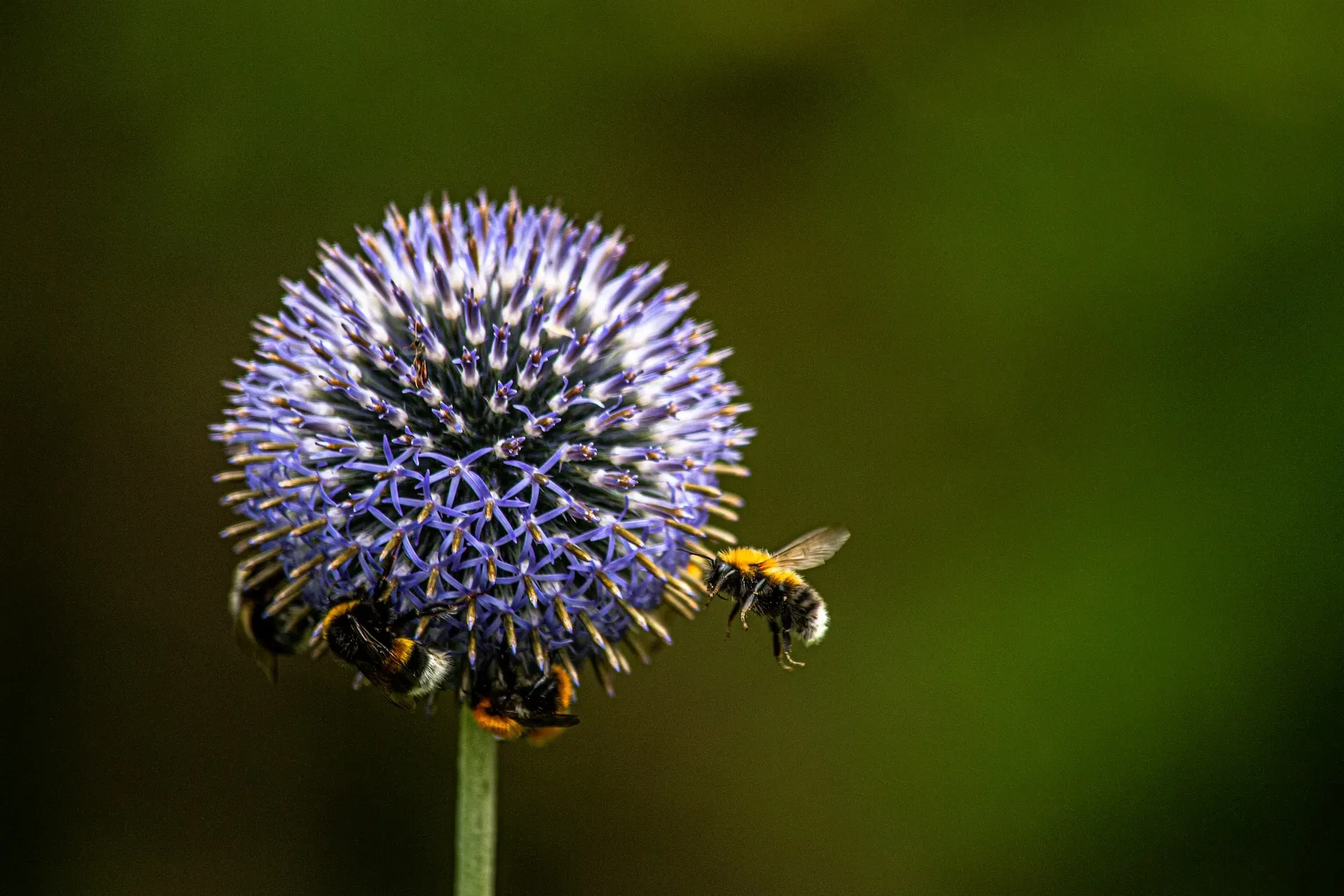 Bumblebees feeding on a purple globe thistle flower