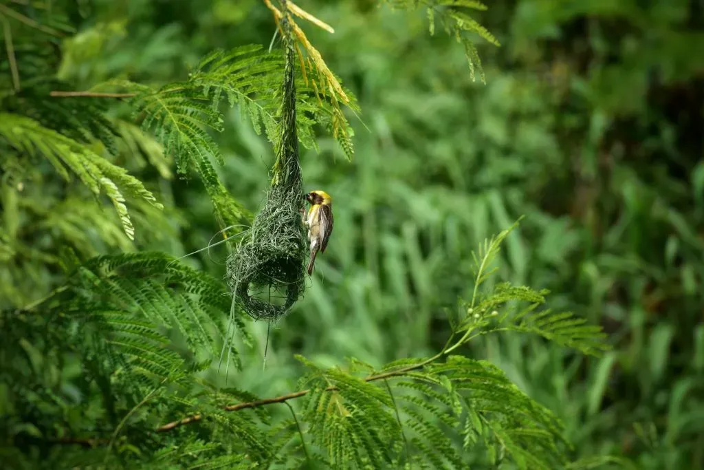 A weaver bird building its woven nest among green foliage