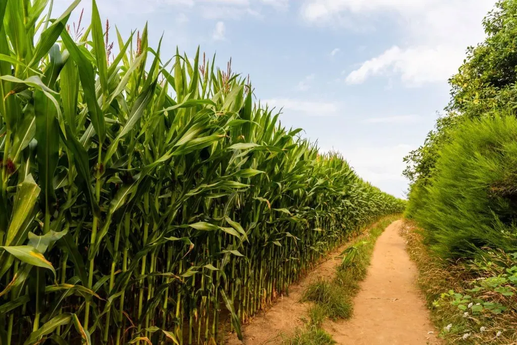 Agricultural field path representing land use change and its impact on nature and biodiversity