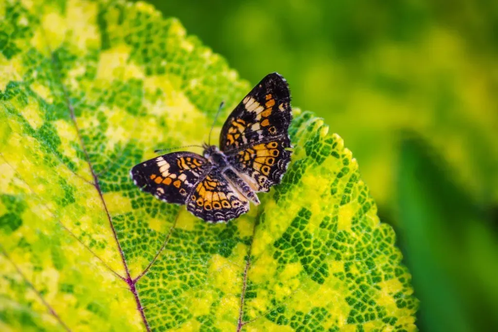 Butterfly on a flower representing biodiversity in supply chains and sustainable materials strategy