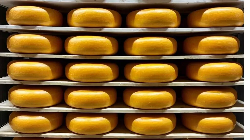 Westland Kaas: Westland Kaas: Building a Sustainability Business Case in Food