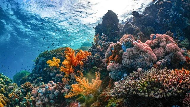 Planetary boundaries unpacked: biosphere integrity and why one metric was not enough