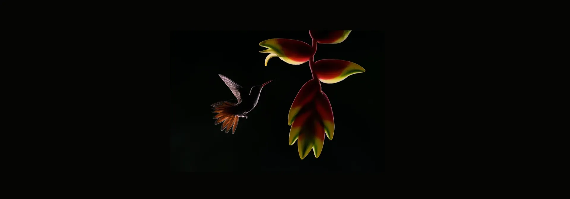 Biodiversity in the Boardroom: From Bullet Point to Strategic Priority | FtH Ep. 4