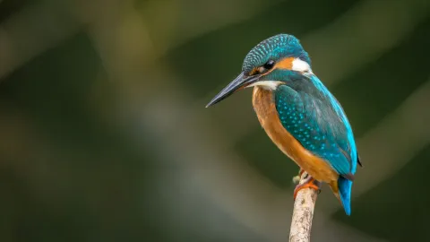 How to Prioritize Nature-Related Impacts and Risks: 3 Approaches
